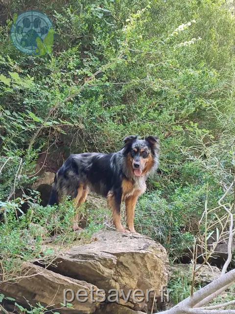 dog lost 64260 Buzy Tipi dog lost 64260 Buzy Tipi