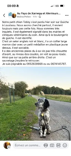 chien perdu 64520 Guiche Tobby chien lost 64520 Guiche Tobby