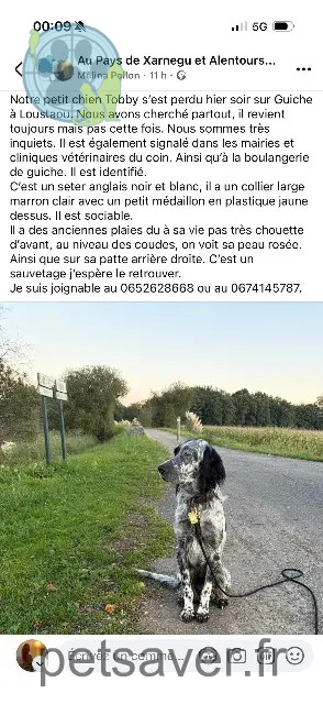 cão perdido 64520 Guiche Tobby cão lost 64520 Guiche Tobby