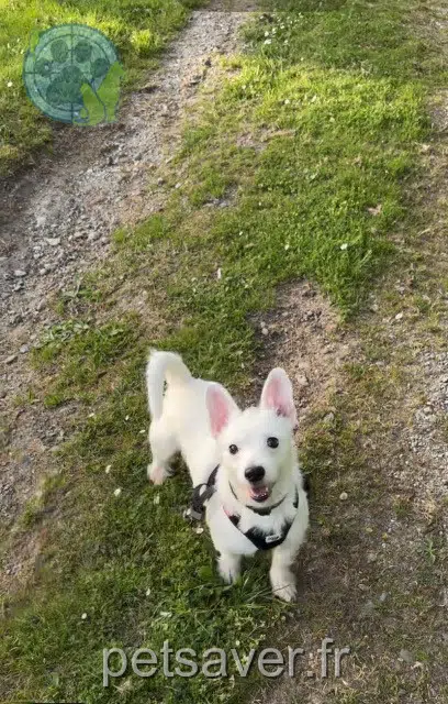chien lost   64200 Biarritz Ulysse