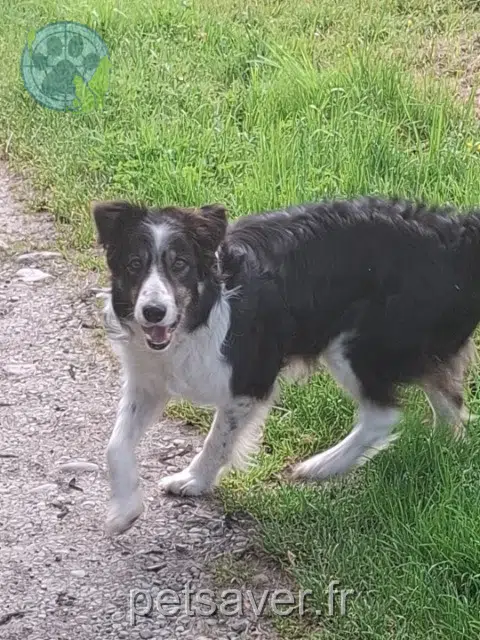 perro lost 64500 Ciboure Yugi