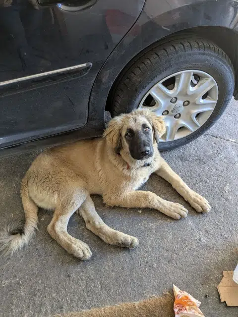 chien lost   64420 Soumoulou Zeus