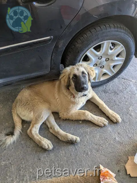 cão perdido 64420 Soumoulou Zeus cão lost 64420 Soumoulou Zeus