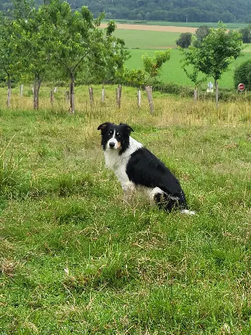 Chien Perdu 64 Pyrénées-Atlantiques Chien Perdu 64 Pyrénées-Atlantiques