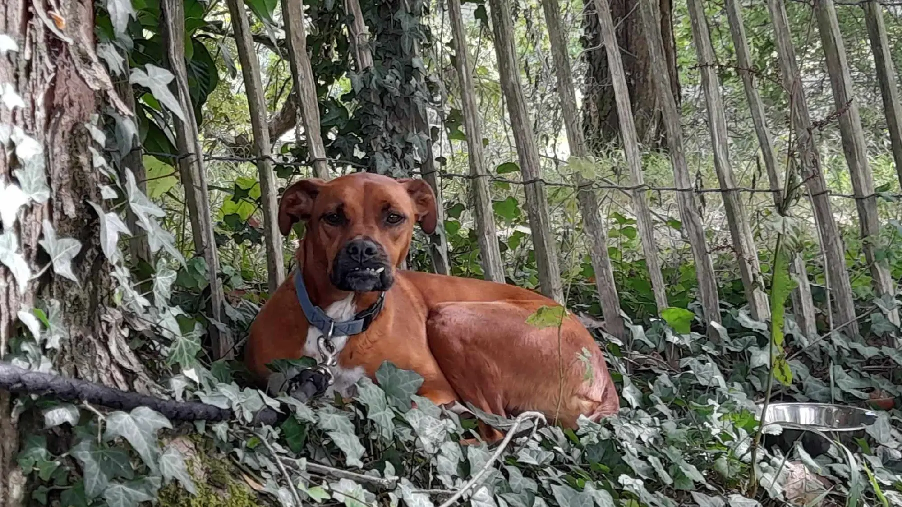Chien Perdu 64 Pyrénées-Atlantiques Chien Perdu 64 Pyrénées-Atlantiques
