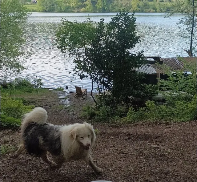 chien lost   65100 Lourdes Charlie