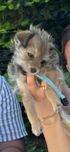 chien lost   65000 Tarbes Clochard