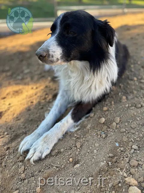 perro lost   65200 Montgaillard Hypso