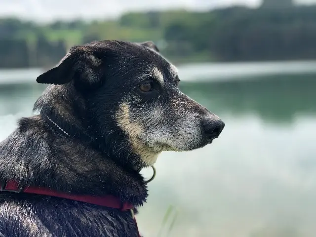 chien lost   65710 Campan Jimi