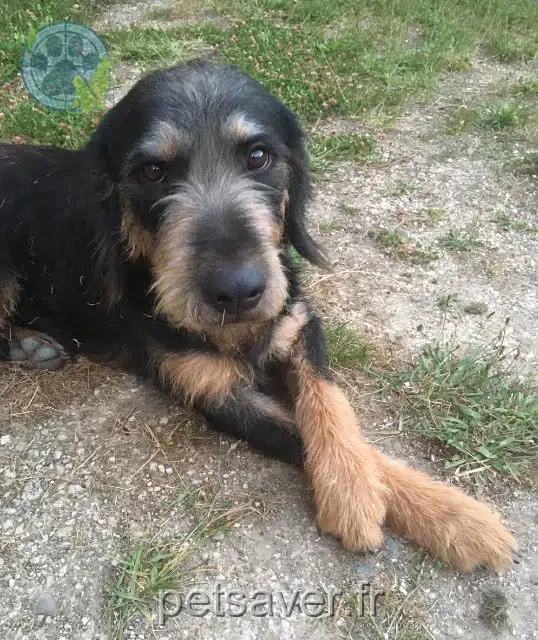 dog lost   65700 Soublecause Maïti