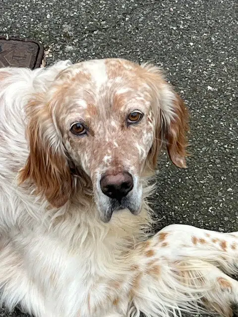 chien lost   65380 Azereix Neo