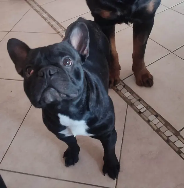 chien lost   65000 Tarbes Rocky