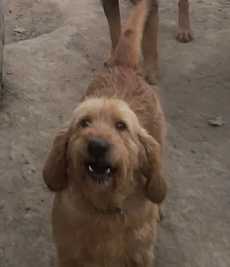 chien lost   65190 Bernadets-Dessus Sami