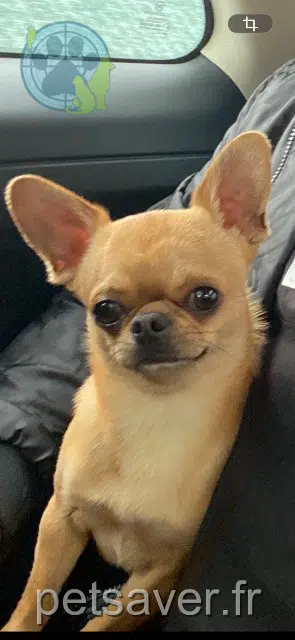 chien lost   65320 Bordères-sur-l'Échez Simba
