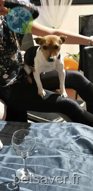 chien lost   65500 Vic-en-Bigorre Stickno