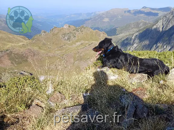 Chien Perdu 65 Hautes-Pyrénées - Titus Chien Perdu 65 Hautes-Pyrénées - Titus