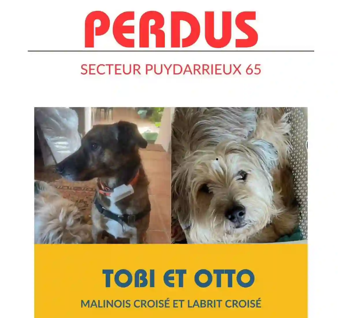 Chien Perdu 65 Hautes-Pyrénées - Tobi-ou-toby Chien Perdu 65 Hautes-Pyrénées - Tobi-ou-toby