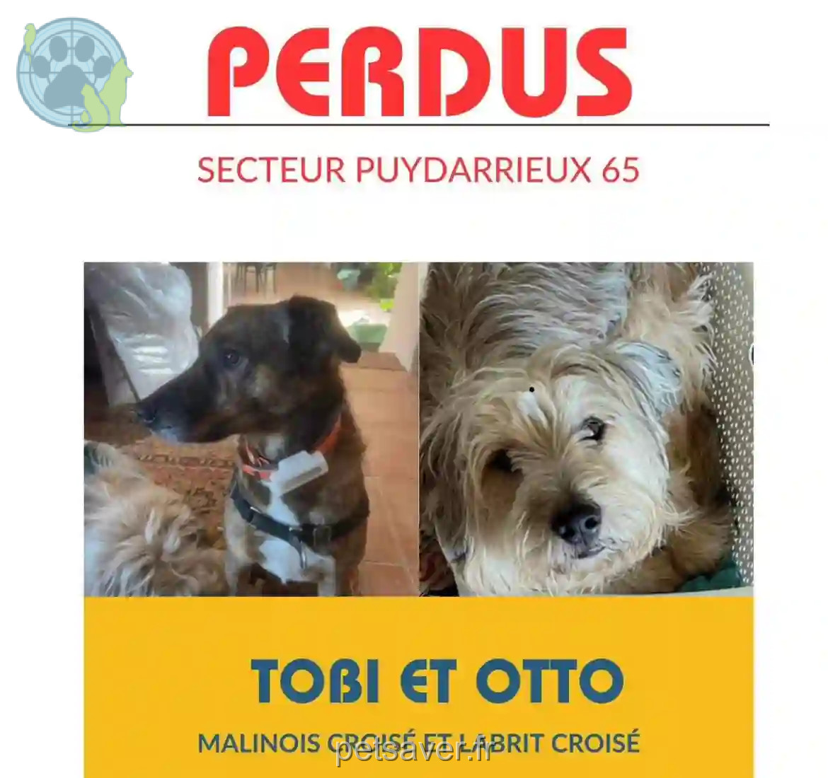 Chien Perdu 65 Hautes-Pyrénées - Tobi-ou-toby Chien Perdu 65 Hautes-Pyrénées - Tobi-ou-toby