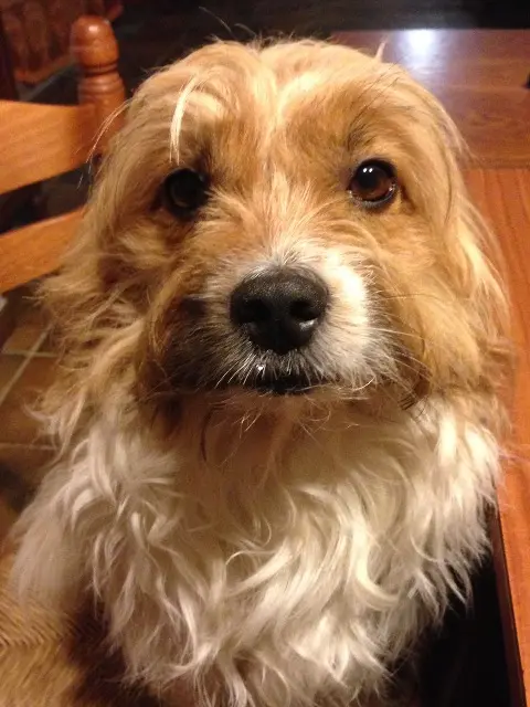 chien lost   65100 Ossen Totor