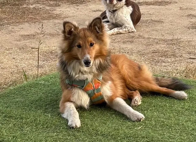 chien lost   66170 Millas Aiko