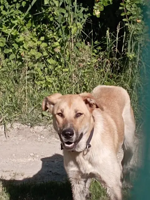 chien lost   66250 Saint-Laurent-de-la-Salanque Arthur