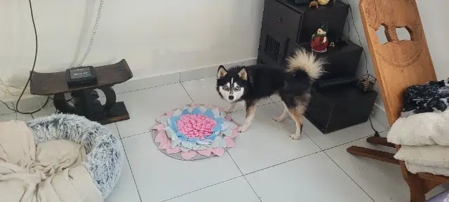 chien lost   66420 Le Barcarès Boonty