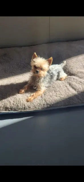 chien lost   66220 Saint-Paul-de-Fenouillet Jaisy