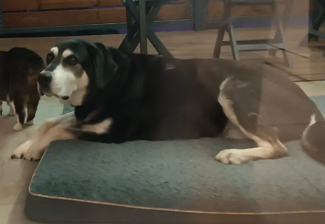 chien lost   66700 Argelès-sur-Mer Lucky