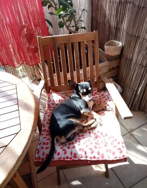 chien lost   66750 Saint-Cyprien Luss