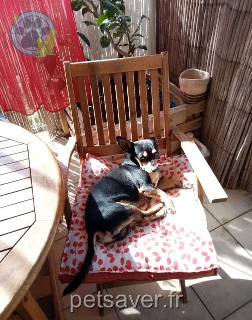 cane perso 66750 Saint-Cyprien Luss cane lost 66750 Saint-Cyprien Luss