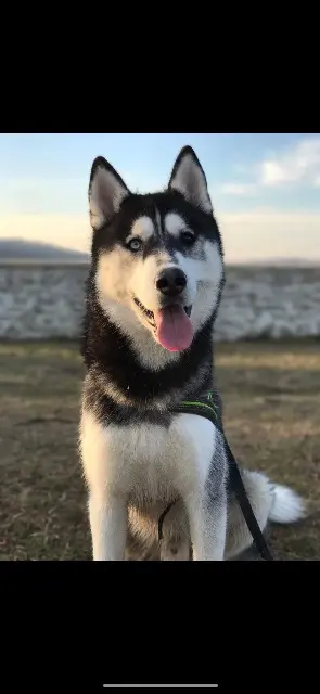 chien lost   66600 Salses-le-Château Mojito