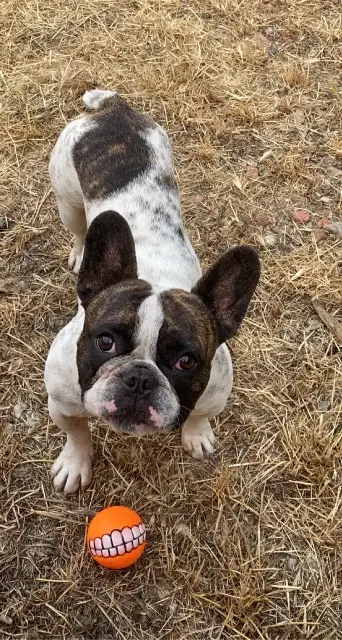 dog lost   66300 Banyuls-dels-Aspres Narco