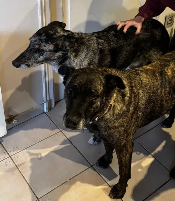 chien lost   66800 Sainte-Léocadie Nem