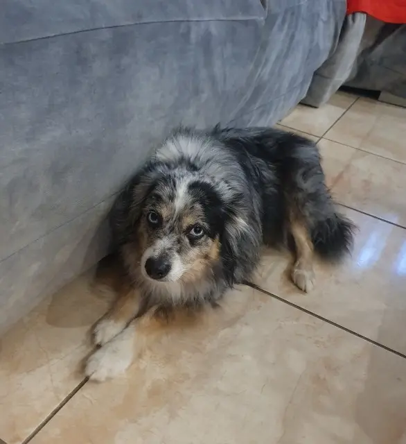 chien lost   66200 Théza Nigel