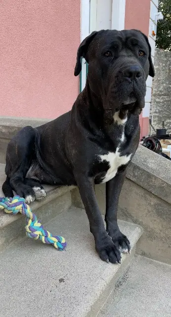 chien lost   66180 Villeneuve-de-la-Raho Olga