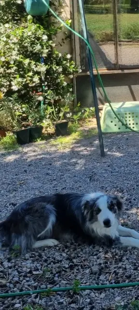 chien lost   66130 Corbère Oslo