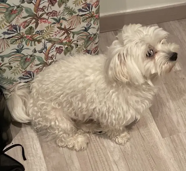 chien lost   66330 Cabestany Panpan