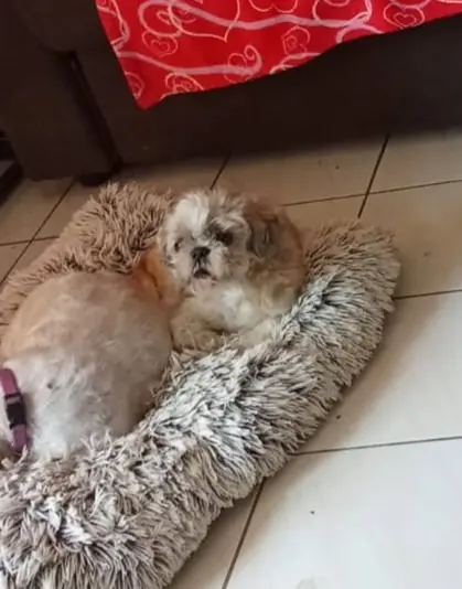 chien lost    Perpignan Pilou