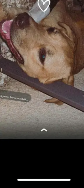 chien lost    Perpignan Sabjy