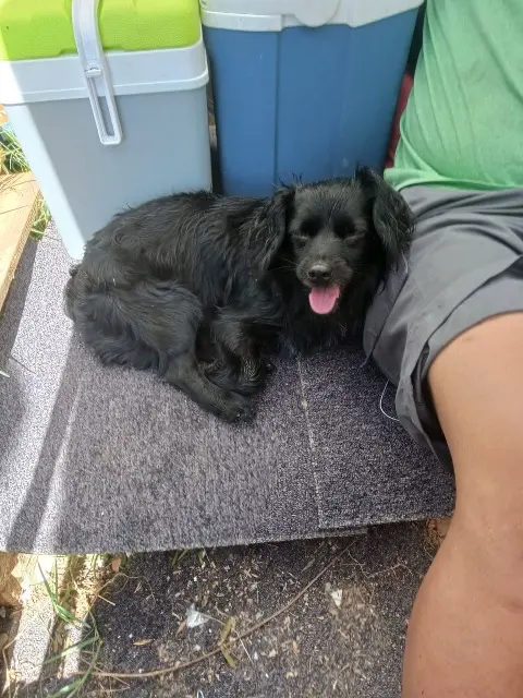 chien lost    Perpignan Scoubie