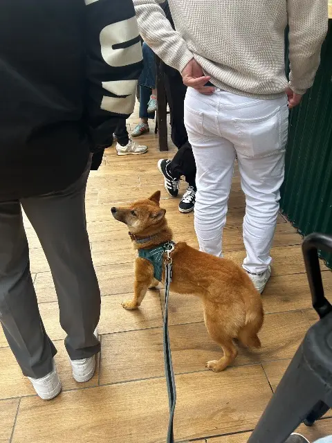 chien lost    Perpignan Voltaire