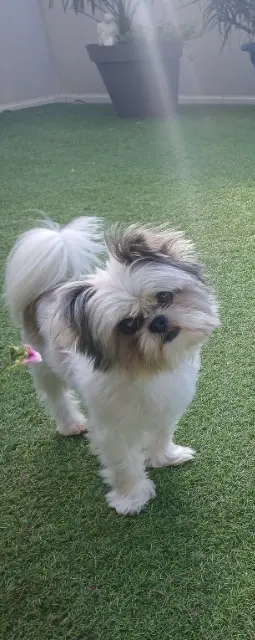 chien lost   66200 Alénya Rafy