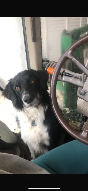 chien lost   66210 Les Angles Saikolika