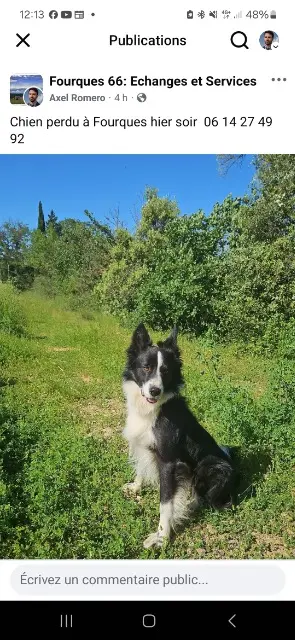 chien lost   66300 Fourques Scotty