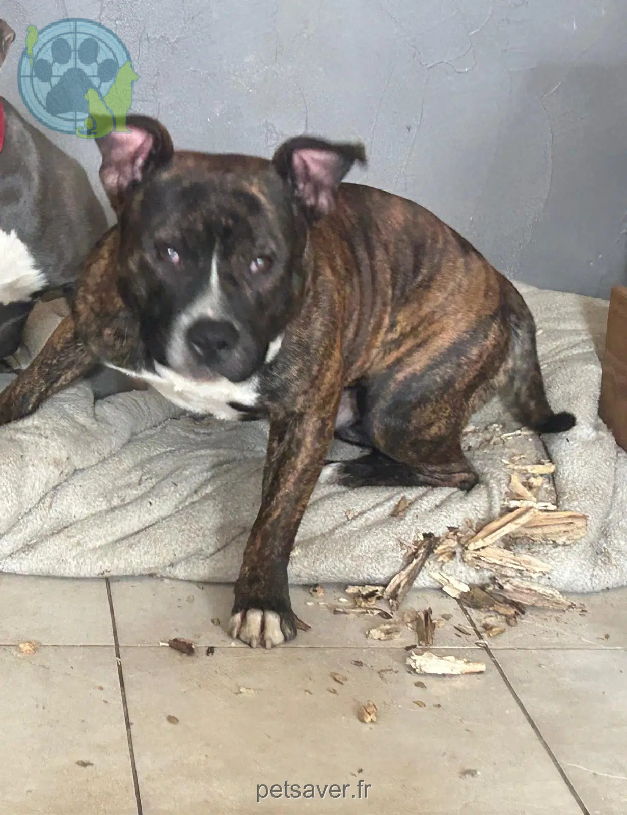 cão perdido 66420 Le Barcarès Sharlo cão lost 66420 Le Barcarès Sharlo