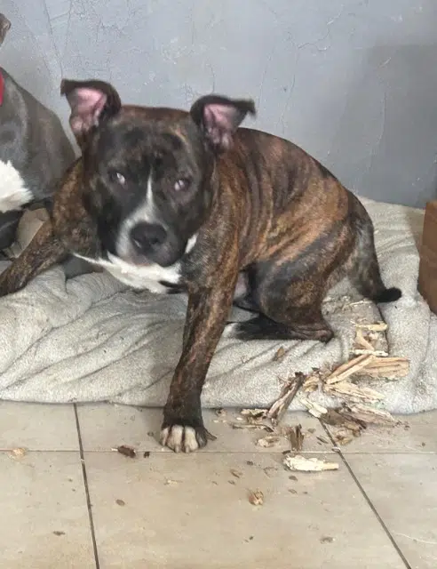 chien lost   66420 Le Barcarès Sharlo