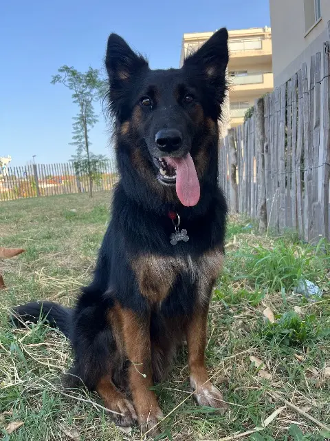 chien perdu 66200 Elne Sheyko chien lost 66200 Elne Sheyko