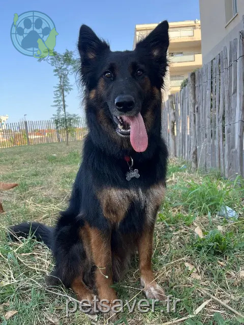 cane perso 66200 Elne Sheyko cane lost 66200 Elne Sheyko