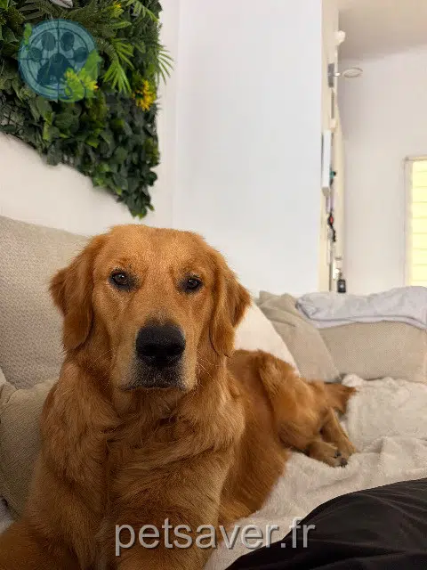 chien lost   66380 Pia Snow