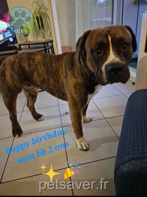 chien lost   66360 Serdinya Thor